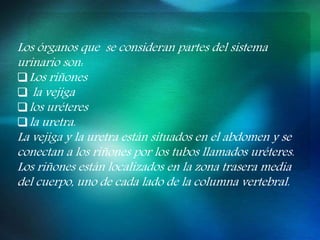 Los órganos que se consideran partes del sistema
urinario son:
Los riñones
 la vejiga
los uréteres
la uretra.
La vejiga y la uretra están situados en el abdomen y se
conectan a los riñones por los tubos llamados uréteres.
Los riñones están localizados en la zona trasera media
del cuerpo, uno de cada lado de la columna vertebral.
 