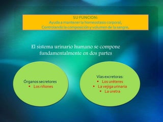 El sistema urinario humano se compone
fundamentalmente en dos partes
 