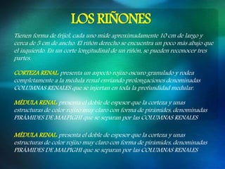 LOS RIÑONES
Tienen forma de frijol, cada uno mide aproximadamente 10 cm de largo y
cerca de 5 cm de ancho. El riñón derecho se encuentra un poco más abajo que
el izquierdo. En un corte longitudinal de un riñón, se pueden reconocer tres
partes.
CORTEZA RENAL: presenta un aspecto rojizo oscuro granulado y rodea
completamente a la médula renal enviando prolongaciones denominadas
COLUMNAS RENALES que se injertan en toda la profundidad medular.
MÉDULA RENAL: presenta el doble de espesor que la corteza y unas
estructuras de color rojizo muy claro con forma de pirámides, denominadas
PIRÁMIDES DE MALPIGHI que se separan por las COLUMNAS RENALES
MÉDULA RENAL: presenta el doble de espesor que la corteza y unas
estructuras de color rojizo muy claro con forma de pirámides, denominadas
PIRÁMIDES DE MALPIGHI que se separan por las COLUMNAS RENALES
 