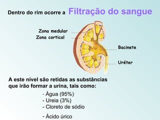 Dentro do rim ocorre a    Filtração do sangue

           Zona medular
          Zona cortical

                                          Bacinete


                                          Uréter


A este nível são retidas as substâncias
que irão formar a urina, tais como:
             - Água (95%)
             - Ureia (3%)
             - Cloreto de sódio
             - Ácido úrico
 