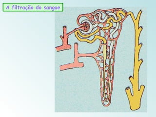A filtração do sangue
 