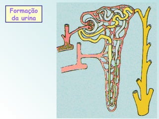 Formação
 da urina
 
