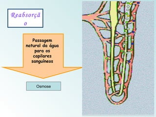 Reabsorçã
    o

       Passagem
    natural da água
        para os
       capilares
      sanguíneos




        Osmose
 