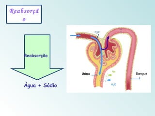 Reabsorçã
    o




    Reabsorção




    Água + Sódio
 