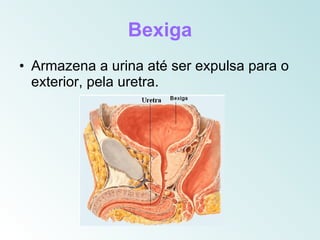 Bexiga
• Armazena a urina até ser expulsa para o
  exterior, pela uretra.
 