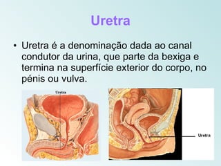 Uretra
• Uretra é a denominação dada ao canal
  condutor da urina, que parte da bexiga e
  termina na superfície exterior do corpo, no
  pénis ou vulva.
 