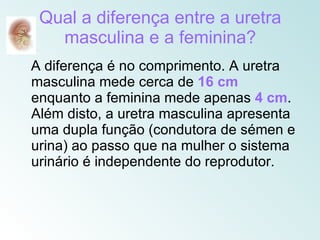 Qual a diferença entre a uretra
   masculina e a feminina?
A diferença é no comprimento. A uretra
masculina mede cerca de 16 cm
enquanto a feminina mede apenas 4 cm.
Além disto, a uretra masculina apresenta
uma dupla função (condutora de sémen e
urina) ao passo que na mulher o sistema
urinário é independente do reprodutor.
 