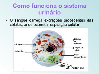 Como funciona o sistema
          urinário
• O sangue carrega excreções procedentes das
  células, onde ocorre a respiração celular.
 