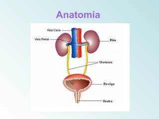 Anatomia
 
