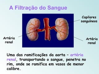 A Filtração do Sangue
                                         Capilares
                                        sanguíneos




Artéria                                    Artéria
 renal                                      renal


  Uma das ramificações da aorta – artéria
  renal, transportando o sangue, penetra no
  rim, onde se ramifica em vasos de menor
  calibre.
 