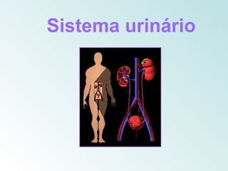 Sistema urinário
 