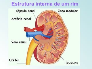 Estrutura interna de um rim
   Cápsula renal   Zona medular

 Artéria renal




 Veia renal




Uréter
                       Bacinete
 