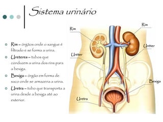Sistema urinário
                                                    Rim
                                     Rim



   Rim – órgãos onde o sangue é                    Uréter
    filtrado e se forma a urina.
                                     Uréter
   Ureteres – tubos que
    conduzem a urina dos rins para
    a bexiga.
   Bexiga – órgão em forma de
    saco onde se armazena a urina.                        Bexiga
   Uretra – tubo que transporta a
    urina desde a bexiga até ao
    exterior.                              Uretra
 