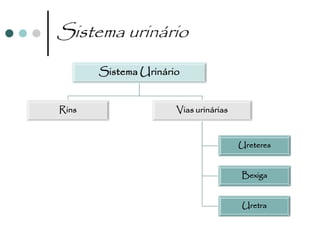 Sistema urinário
       Sistema Urinário


Rins                  Vias urinárias


                                       Ureteres


                                       Bexiga


                                       Uretra
 