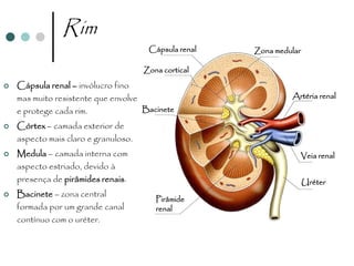 Rim
                                       Cápsula renal   Zona medular

                                      Zona cortical

   Cápsula renal – invólucro fino
    mas muito resistente que envolve                            Artéria renal
    e protege cada rim.              Bacinete

   Córtex – camada exterior de
    aspecto mais claro e granuloso.
   Medula – camada interna com                                   Veia renal
    aspecto estriado, devido à
    presença de pirâmides renais.                                     Uréter
   Bacinete – zona central
                                         Pirâmide
    formada por um grande canal          renal
    contínuo com o uréter.
 