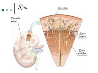Rim   Nefrónio



Pirâmide
renal




                       Zona
                      cortical




                       Zona
                      medular
 
