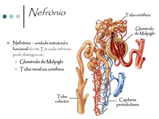 Nefrónio                         Tubo urinífero


                                                   Glomérulo
                                                   de Malpighi

   Nefrónio – unidade estrutural e
    funcional do rim. Em cada nefrónio
    pode distinguir-se:
        Glomérulo de Malpighi
        Tubo renal ou urinífero




                             Tubo
                            colector      Capilares
                                         peritubulares
 