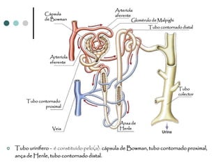 Arteríola
                 Cápsula                       aferente
                 de Bowman                              Glomérulo de Malpighi
                                                                Tubo contornado distal




                   Arteríola
                   eferente




                                                                                Tubo
                                                                                colector
         Tubo contornado
                 proximal


                                                 Ansa de
                    Veia                         Henle



   Tubo urinífero – é constituído pelo(a): cápsula de Bowman, tubo contornado proximal,
    ança de Henle, tubo contornado distal.
 