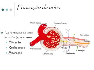 Formação da urina



   Na formação da urina
    intervêm 3 processos:
       Filtração
       Reabsorção
       Secreção
 