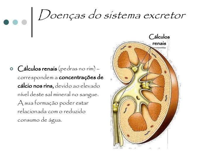 Sistema urinário