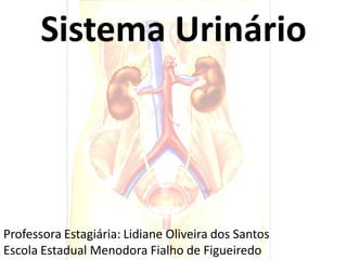 Sistema Urinário




Professora Estagiária: Lidiane Oliveira dos Santos
Escola Estadual Menodora Fialho de Figueiredo
 