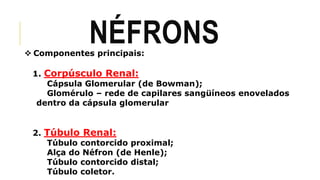 NÉFRONS 
 Componentes principais: 
1. Corpúsculo Renal: 
Cápsula Glomerular (de Bowman); 
Glomérulo – rede de capilares sangüíneos enovelados 
dentro da cápsula glomerular 
2. Túbulo Renal: 
Túbulo contorcido proximal; 
Alça do Néfron (de Henle); 
Túbulo contorcido distal; 
Túbulo coletor. 
 