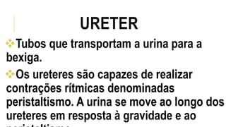 URETER 
Tubos que transportam a urina para a 
bexiga. 
Os ureteres são capazes de realizar 
contrações rítmicas denominadas 
peristaltismo. A urina se move ao longo dos 
ureteres em resposta à gravidade e ao 
peristaltismo 
 