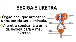 BEXIGA E URETRA 
Órgão oco, que armazena a 
urina ate ela ser eliminada. 
A uretra conduzirá a urina 
da bexiga para o meu 
externo 
 