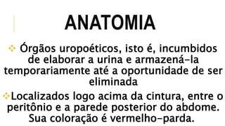 ANATOMIA 
 Órgãos uropoéticos, isto é, incumbidos 
de elaborar a urina e armazená-la 
temporariamente até a oportunidade de ser 
eliminada 
Localizados logo acima da cintura, entre o 
peritônio e a parede posterior do abdome. 
Sua coloração é vermelho-parda. 
 
