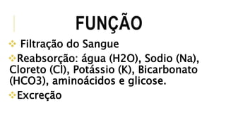 FUNÇÃO 
 Filtração do Sangue 
Reabsorção: água (H2O), Sodio (Na), 
Cloreto (Cl), Potássio (K), Bicarbonato 
(HCO3), aminoácidos e glicose. 
Excreção 
 