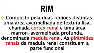 RIM 
 Composto pela duas regiões distintas: 
uma área avermelhada de textura lisa, 
chamada córtex renal e uma área 
marron-avermelhada profunda, 
denominada medula renal. As pirâmides 
renais da medula renal constituem a 
parte funcional 
 