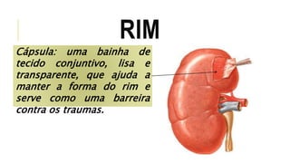 RIM 
Cápsula: uma bainha de 
tecido conjuntivo, lisa e 
transparente, que ajuda a 
manter a forma do rim e 
serve como uma barreira 
contra os traumas. 
 