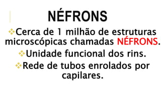 NÉFRONS 
Cerca de 1 milhão de estruturas 
microscópicas chamadas NÉFRONS. 
Unidade funcional dos rins. 
Rede de tubos enrolados por 
capilares. 
 