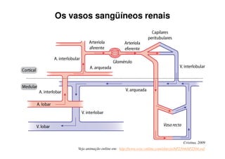 2000 LITROS DE SANGUE FILTRADOS POR DIA!!
 