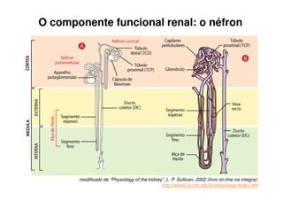 extraído de: http://academic.kellogg.edu/herbrandsonc/bio201_McKinley/Urinary%20System.htm
 