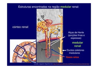 Os vasos sangüíneos renais
modificado de: http://academic.kellogg.edu/herbrandsonc/bio201_McKinley/Urinary%20System.htm
 