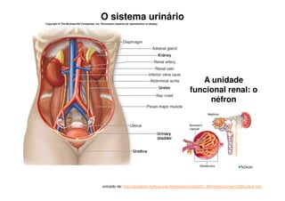 O sistema urinário
extraído de: http://academic.kellogg.edu/herbrandsonc/bio201_McKinley/Urinary%20System.htm
A unidade
funcional renal: o
néfron
 