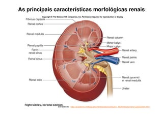 extraído de: http://academic.kellogg.edu/herbrandsonc/bio201_McKinley/Urinary%20System.htm
As principais características morfológicas renais
 