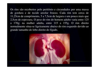 Os rins são recobertos pelo peritônio e circundados por uma massa
de gordura. Cada rim tem cerca de 11,25cm de comprimento, 5 a
7,5cm de largura. O peso do rim do homem adulto varia entre 125 a
170g; na mulher adulta, entre 115 a 155g. O rim direito normalmente
situa-se ligeiramente abaixo do rim esquerdo devido ao grande
tamanho do lobo direito do fígado.
 