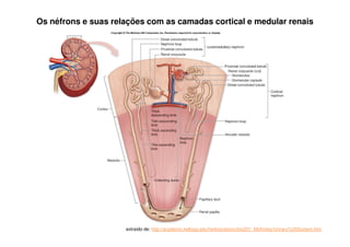Vias Urinárias:
Uretra: Tubo muscular, que conduz a urina da bexiga para fora do
corpo. A uretra feminina mede cerca de 5 cm de comprimento e
transporta somente a urina. A uretra masculina mede cerca de 20
cm e transporta a urina para fora do corpo, e também o esperma.
 