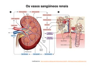 Vias Urinárias:
Bexiga Urinária: Órgão muscular elástico, que está situada na parte
inferior do abdome com a função de acumular a urina que chega
dos ureteres. Recebe e armazena temporariamente a urina e quando
o volume chega a mais ou menos 300 ml, os sensores nervosos da
parede da bexiga enviam mensagens ao sistema nervoso, fazendo
com que tenhamos vontade de urinar.
 