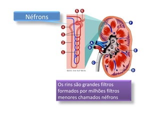 Néfrons

Os rins são grandes filtros
formados por milhões filtros
menores chamados néfrons

 