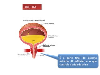 URETRA
URETRA

É a parte final do sistema
urinário; O esfíncter é o que
controla a saída da urina

 