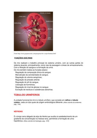 Fonte:http://www.grupoescolar.com/pesquisa/rim--corpo-humano.html

FUNÇÕES DOS RINS
Os rins realizam o trabalho principal do sistema urinário, com as outras partes do
sistema atuando, principalmente, como vias de passagem e áreas de armazenamento.
Com a filtração do sangue e a formação da urina.
Os rins também realiza as funções abaixo:
Regulação da composição iônica do sangue;
Manutenção da osmolaridade do sangue;
Regulação do volume sangüíneo;
Regulação da pressão arterial;
Regulação do pH do sangue;
Liberação de hormônios;
Regulação do nível de glicose no sangue;
Excreção de resíduos e substâncias estranhas.

TÚBULOS URINÍFEROS
A unidade funcional do rim é o túbulo urinífero, que consiste em néfron e túbulo
coletor, cada um dos quais de origem embriológica diferente. (Atlas colorido de anatomia;
pág.: 316)

NÉFRONS
É o longo ramo delgado da alça de Henle que auxilia no estabelecimento de um
gradiente de concentração na medula rena, permitindo a formação de urina
hipertônica. (Atlas colorido de histologia; pag.: 316)

 