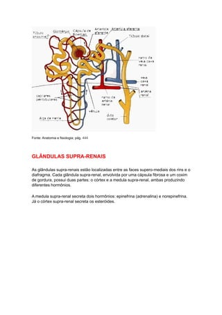 Fonte: Anatomia e fisiologia; pág. 444

GLÂNDULAS SUPRA-RENAIS
As glândulas supra-renais estão localizadas entre as faces supero-mediais dos rins e o
diafragma. Cada glândula supra-renal, envolvida por uma cápsula fibrosa e um coxim
de gordura, possui duas partes: o córtex e a medula supra-renal, ambas produzindo
diferentes hormônios.
A medula supra-renal secreta dois hormônios: epinefrina (adrenalina) e norepinefrina.
Já o córtex supra-renal secreta os esteróides.

 