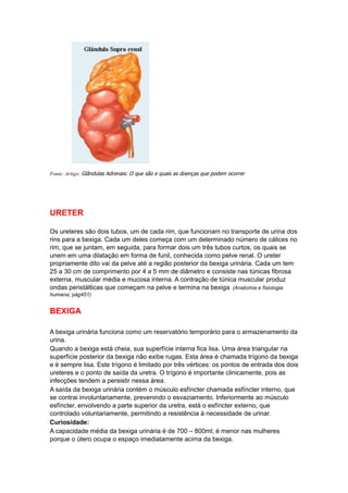 Fonte: Artigo: Glândulas Adrenais: O que são e quais as doenças que podem ocorrer

URETER
Os ureteres são dois tubos, um de cada rim, que funcionam no transporte de urina dos
rins para a bexiga. Cada um deles começa com um determinado número de cálices no
rim, que se juntam, em seguida, para formar dois um três tubos curtos, os quais se
unem em uma dilatação em forma de funil, conhecida como pelve renal. O ureter
propriamente dito vai da pelve até a região posterior da bexiga urinária. Cada um tem
25 a 30 cm de comprimento por 4 a 5 mm de diâmetro e consiste nas túnicas fibrosa
externa, muscular média e mucosa interna. A contração de túnica muscular produz
ondas peristálticas que começam na pelve e termina na bexiga. (Anatomia e fisiologia
humana; pág451)

BEXIGA
A bexiga urinária funciona como um reservatório temporário para o armazenamento da
urina.
Quando a bexiga está cheia, sua superfície interna fica lisa. Uma área triangular na
superfície posterior da bexiga não exibe rugas. Esta área é chamada trígono da bexiga
e é sempre lisa. Este trígono é limitado por três vértices: os pontos de entrada dos dois
ureteres e o ponto de saída da uretra. O trígono é importante clinicamente, pois as
infecções tendem a persistir nessa área.
A saída da bexiga urinária contém o músculo esfíncter chamada esfíncter interno, que
se contrai involuntariamente, prevenindo o esvaziamento. Inferiormente ao músculo
esfíncter, envolvendo a parte superior da uretra, está o esfíncter externo, que
controlado voluntariamente, permitindo a resistência à necessidade de urinar.
Curiosidade:
A capacidade média da bexiga urinária é de 700 – 800ml; é menor nas mulheres
porque o útero ocupa o espaço imediatamente acima da bexiga.

 