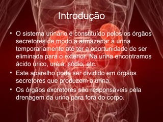 Introdução
• O sistema urinário é constituído pelos os órgãos
secretores de modo a armazenar a urina
temporariamente até ter a oportunidade de ser
eliminada para o exterior. Na urina encontramos
ácido úrico, uréia, sódio, etc.
• Este aparelho pode ser dividido em órgãos
secretores que produzem a urina.
• Os órgãos excretores são responsáveis pela
drenagem da urina para fora do corpo.
 