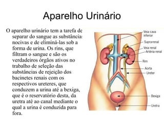 Aparelho Urinário
O aparelho urinário tem a tarefa de
separar do sangue as substâncias
nocivas e de eliminá-las sob a
forma de urina. Os rins, que
filtram o sangue e são os
verdadeiros órgãos ativos no
trabalho de seleção das
substâncias de rejeição dos
bacinetes renais com os
respectivos ureteres, que
conduzem a urina até a bexiga,
que é o reservatório desta, da
uretra até ao canal mediante o
qual a urina é conduzida para
fora.
 