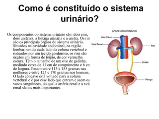 Como é constituído o sistema
urinário?
Os componentes do sistema urinário são: dois rins,
dois ureteres, a bexiga urinária e a uretra. Os rins
são os principais órgãos do sistema urinário.
Situados na cavidade abdominal, na região
lombar, um de cada lado da coluna vertebral e
rodeados por um tecido gorduroso, os rins são
órgãos em forma de feijão, de cor vermelha
escura. Têm o tamanho de um ovo de galinha,
medindo cerca de 11 cm de comprimento e 6 cm
de largura. Pesam entre 115 e 155 gramas nas
mulheres e entre 125 e 170 gramas nos homens.
O lado côncavo está voltado para a coluna
vertebral e é por esse lado que entram e saem os
vasos sanguíneos, do qual a artéria renal e a veia
renal são os mais importantes.
 