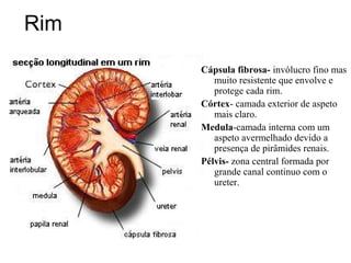 Rim
Cápsula fibrosa- invólucro fino mas
muito resistente que envolve e
protege cada rim.
Córtex- camada exterior de aspeto
mais claro.
Medula-camada interna com um
aspeto avermelhado devido a
presença de pirâmides renais.
Pélvis- zona central formada por
grande canal continuo com o
ureter.
 